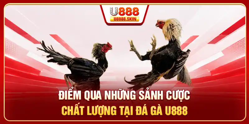 Điểm qua những sảnh cược chất lượng tại đá gà U888