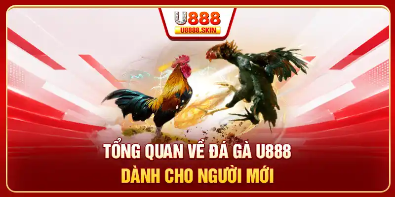 Tổng quan về đá gà U888 dành cho người mới